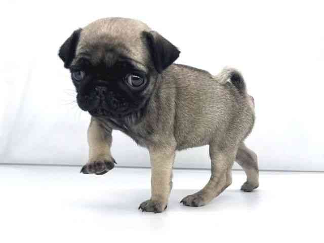 兵庫県のパグ (ひごペットフレンドリーイオンタウン加古川店/2025年11月24日生まれ/女の子/フォーン)の子犬の3枚目の画像