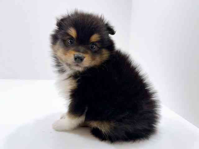 広島県のハーフ犬・ミックス犬 (ひごペットフレンドリーフジグラン神辺店/2025年11月25日生まれ/男の子/ブラックタンホワイト)の子犬の3枚目の画像