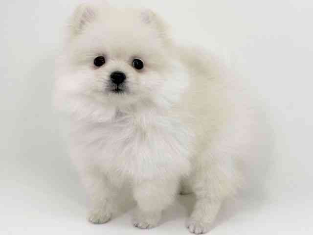 京都府のポメラニアン (ひごペットフレンドリーイズミヤショッピングセンター八幡店/2025年11月24日生まれ/男の子/クリーム)の子犬の3枚目の画像