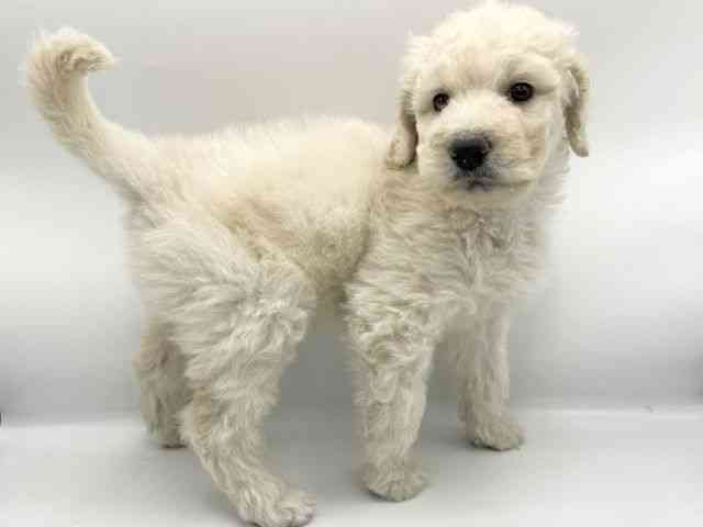 大阪府のゴールデンドゥードゥル(ゴールデン×プードル) (ひごペットフレンドリーららぽーとEXPOCITY店/2025年11月24日生まれ/女の子/クリーム)の子犬の3枚目の画像