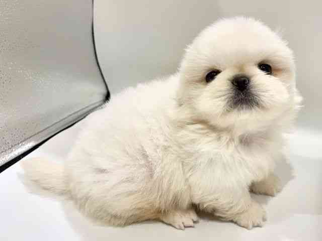 大阪府のペキマル/マルペキ(ペキニーズ×マルチーズ) (ひごペットフレンドリーイオンタウン豊中庄内店/2025年11月22日生まれ/男の子/ホワイトクリーム)の子犬の3枚目の画像