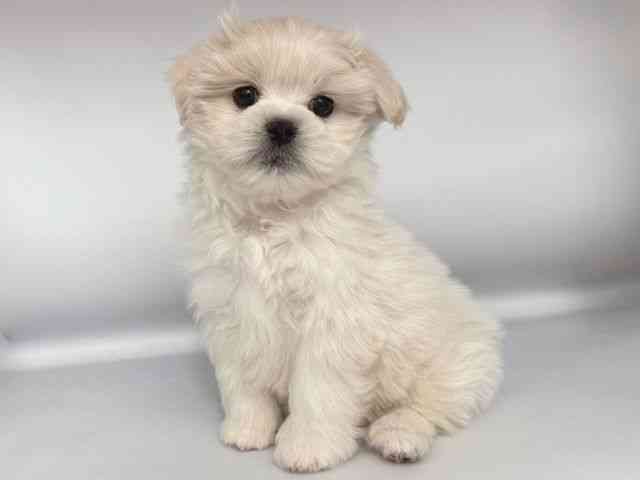 大阪府のペキマル/マルペキ(ペキニーズ×マルチーズ) (ひごペットフレンドリー岸和田店/2025年11月22日生まれ/男の子/ホワイトクリーム)の子犬の3枚目の画像