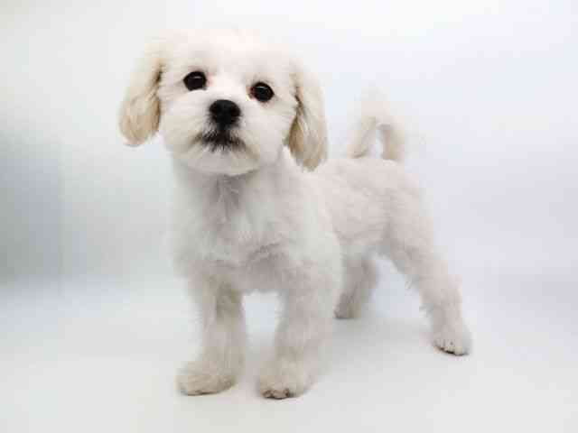 大阪府のペキマル/マルペキ(ペキニーズ×マルチーズ) (ひごペットフレンドリーイトーヨーカドー津久野店/2025年11月22日生まれ/男の子/ホワイトクリーム)の子犬の3枚目の画像