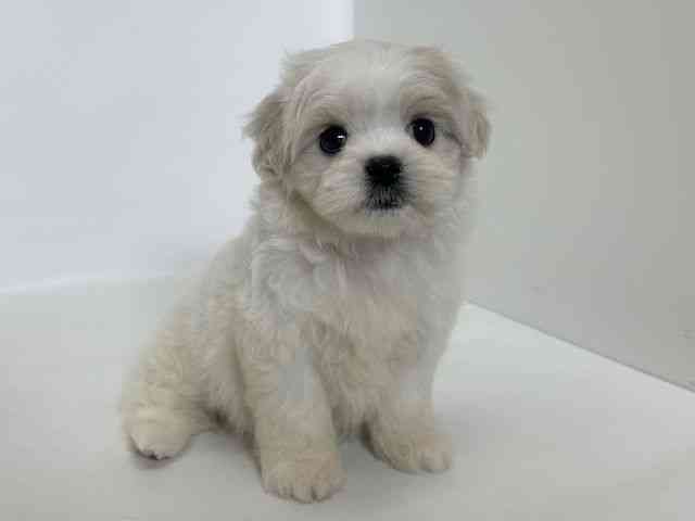 大阪府のペキマル/マルペキ(ペキニーズ×マルチーズ) (ひごペットフレンドリーアクロスプラザ住之江店/2025年11月22日生まれ/女の子/ホワイトクリーム)の子犬の3枚目の画像