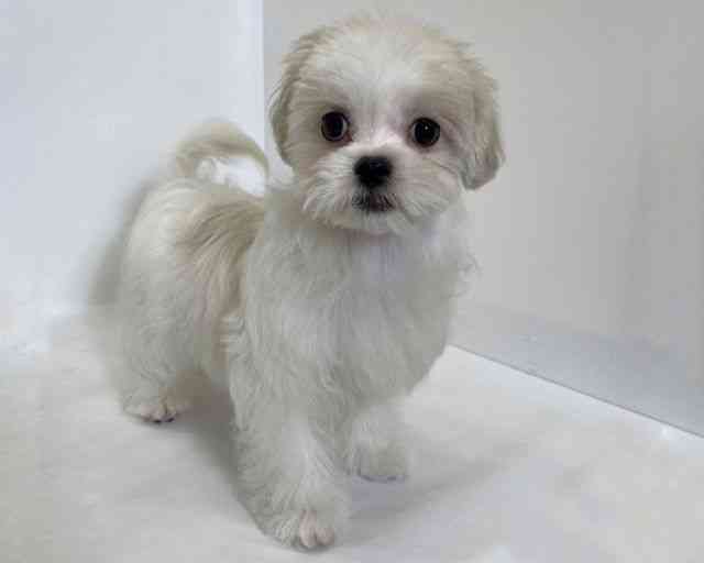 大阪府のペキマル/マルペキ(ペキニーズ×マルチーズ) (ひごペットフレンドリーアクロスプラザ住之江店/2025年11月22日生まれ/女の子/ホワイトクリーム)の子犬の3枚目の画像