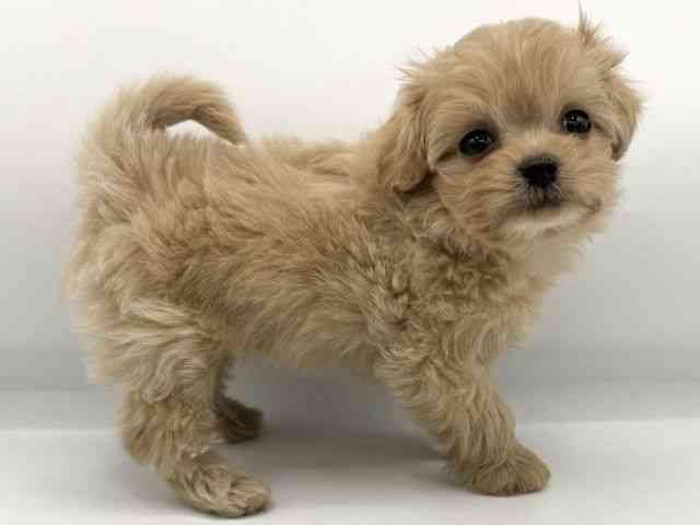 大阪府のチワプー/プーチー(チワワ×プードル) (ひごペットフレンドリーららぽーとEXPOCITY店/2025年11月25日生まれ/男の子/アプリコット)の子犬の3枚目の画像