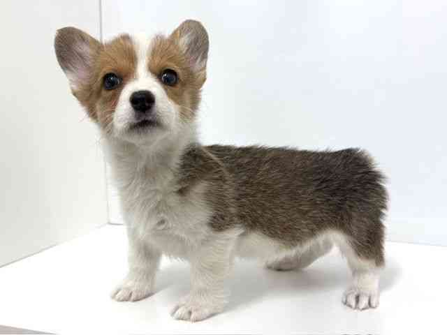 大阪府のウェルシュコーギーペンブローク (ひごペットフレンドリーベルファⅡ都島店/2025年11月24日生まれ/女の子/セーブルホワイト)の子犬の3枚目の画像