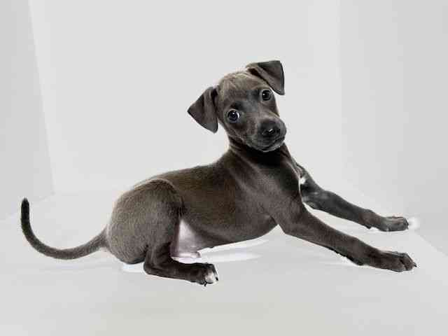 大阪府のイタリアングレーハウンド (ひごペットフレンドリーアクロスプラザ住之江店/2025年11月20日生まれ/男の子/ブルーホワイト)の子犬の3枚目の画像