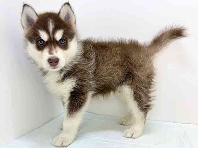 愛知県のシベリアンハスキー (ひごペットフレンドリーイトーヨーカドー知多店/2025年11月3日生まれ/男の子/チョコレートホワイト)の子犬の3枚目の画像