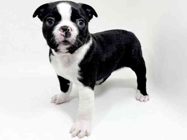 京都府のボストンテリア (ひごペットフレンドリーイズミヤショッピングセンター八幡店/2025年11月25日生まれ/男の子/ボストンカラー)の子犬の3枚目の画像