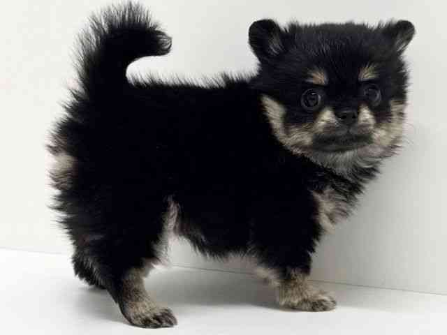 大阪府のポメチワ/チワポメ/ポメチー(ポメラニアン×チワワ) (ひごペットフレンドリーくずはモール店/2025年11月26日生まれ/女の子/ブラックタンホワイト)の子犬の3枚目の画像