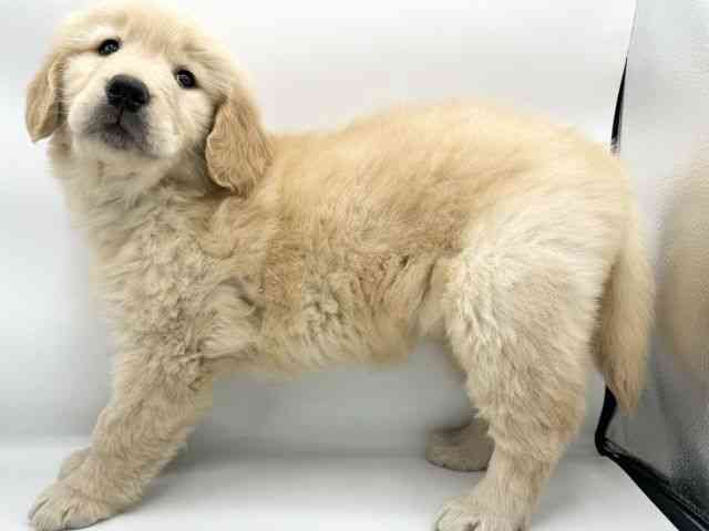 大阪府のゴールデンレトリバー (ひごペットフレンドリーららぽーとEXPOCITY店/2025年11月26日生まれ/女の子/ゴールデン)の子犬の3枚目の画像