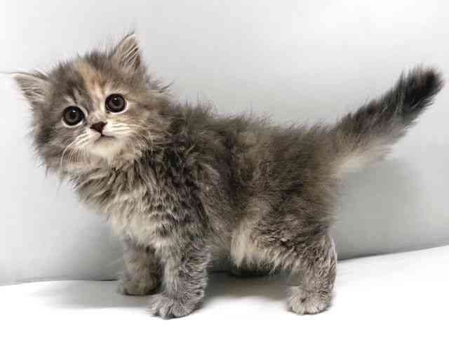 奈良県のスコティッシュフォールド (ひごペットフレンドリー奈良パワーシティ店/2025年11月26日生まれ/女の子/ブルーパッチドタビー)の子猫の3枚目の画像