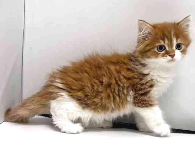 奈良県のスコティッシュフォールド (ひごペットフレンドリー奈良パワーシティ店/2025年11月26日生まれ/男の子/レッドタビーホワイト)の子猫の3枚目の画像