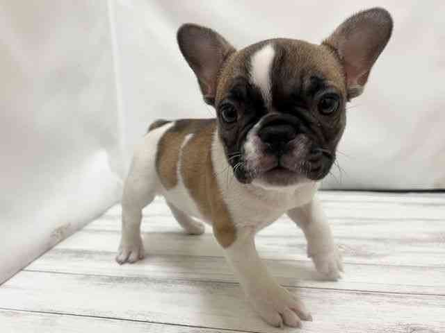 和歌山県のフレンチブルドッグ (ひごペットフレンドリーパームシティ和歌山店/2025年11月23日生まれ/女の子/パイド)の子犬の3枚目の画像