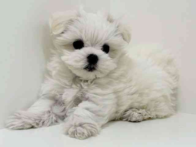 福岡県のマルチーズ (ひごペットフレンドリーリバーウォーク北九州店/2025年11月26日生まれ/女の子/ホワイト)の子犬の3枚目の画像