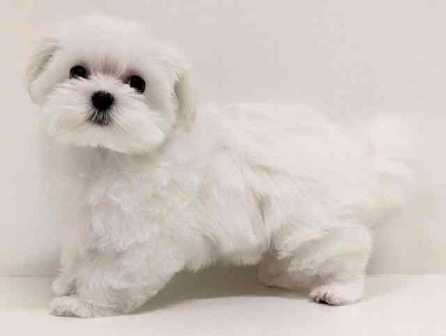 福岡県のマルチーズ (ひごペットフレンドリーリバーウォーク北九州店/2025年11月26日生まれ/女の子/ホワイト)の子犬の3枚目の画像