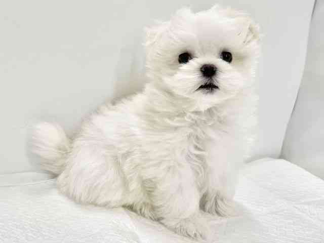 高知県のマルチーズ (ひごペットフレンドリーイオンモール高知店/2025年11月26日生まれ/男の子/ホワイト)の子犬の3枚目の画像