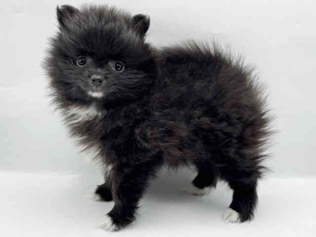 奈良県のポメラニアン (ひごペットフレンドリートナリエ大和高田店/2025年11月25日生まれ/女の子/ブラックホワイト)の子犬の3枚目の画像