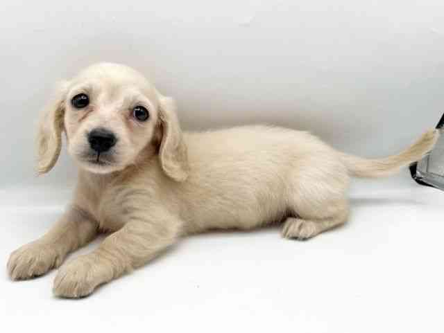 奈良県のミニチュアダックスフンド(ロング) (ひごペットフレンドリートナリエ大和高田店/2025年11月26日生まれ/女の子/イエロー)の子犬の3枚目の画像