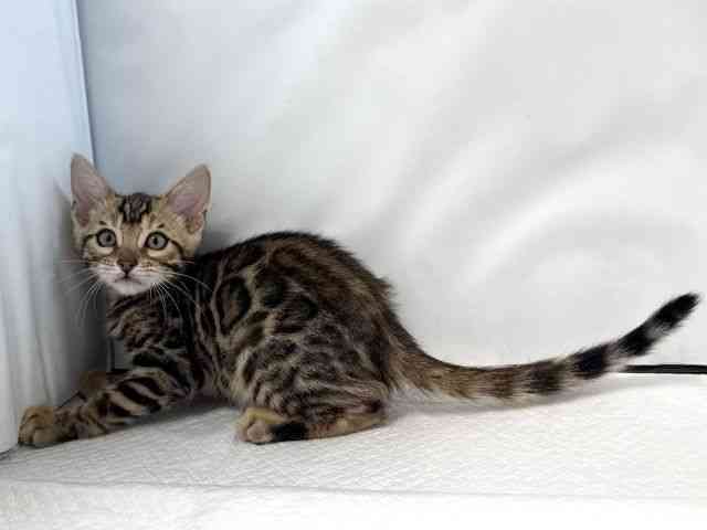 大阪府のベンガル (ひごペットフレンドリー堺プラットプラット店/2025年11月25日生まれ/男の子/ブラウンスポットタビー)の子猫の3枚目の画像
