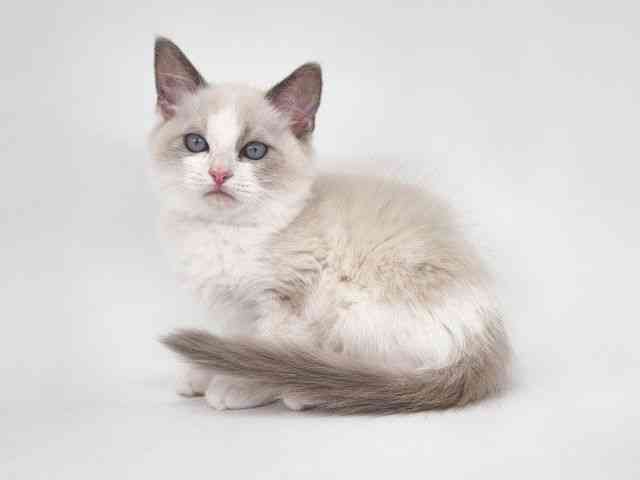 大阪府のラグドール (ひごペットフレンドリー泉ヶ丘店/2025年11月12日生まれ/男の子/ブルーポイントバイカラー)の子猫の3枚目の画像