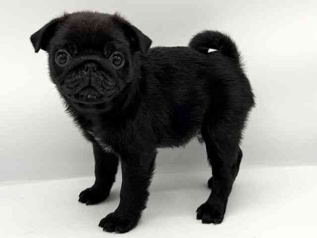 大阪府のパグ (ひごペットフレンドリーららぽーとEXPOCITY店/2025年11月27日生まれ/男の子/ブラック)の子犬の3枚目の画像