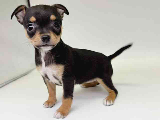 大阪府のチワピン(チワワ×ミニチュアピンシャー) (ひごペットフレンドリー瓜破店/2025年11月25日生まれ/女の子/ブラックタン)の子犬の3枚目の画像