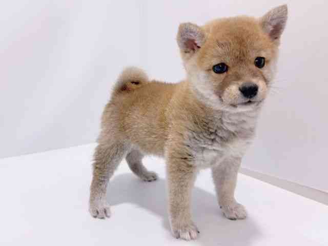 大阪府の柴犬(標準サイズ) (ひごペットフレンドリーイズミヤショッピングセンター千里丘店/2025年11月26日生まれ/男の子/赤)の子犬の3枚目の画像