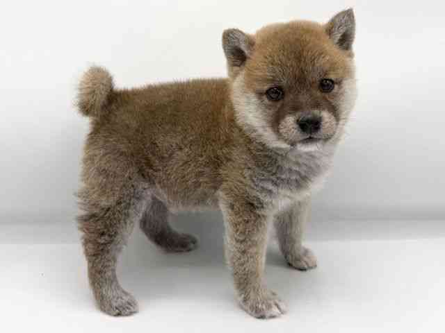 大阪府の柴犬(標準サイズ) (ひごペットフレンドリーららぽーとEXPOCITY店/2025年11月26日生まれ/男の子/赤)の子犬の3枚目の画像