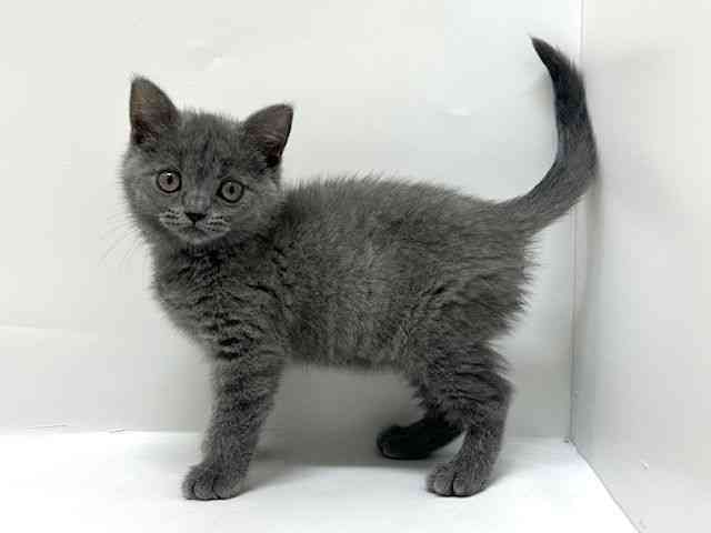 大阪府のブリティッシュショートヘアー (ひごペットフレンドリーアクロスプラザ住之江店/2025年11月26日生まれ/女の子/ブルー)の子猫の3枚目の画像