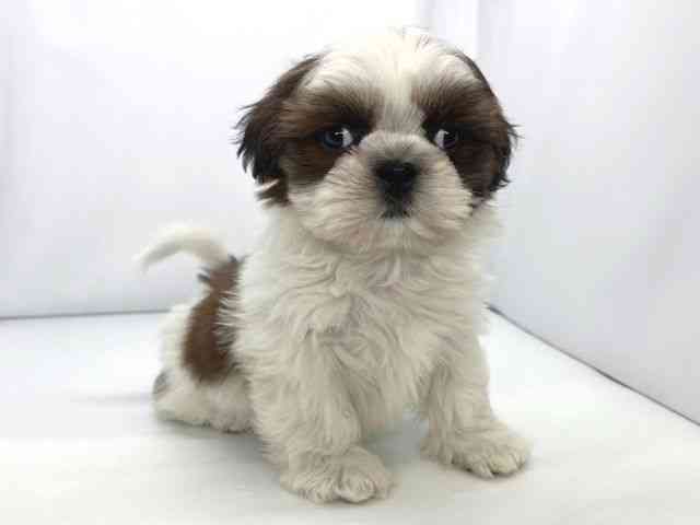 兵庫県のシーズー (ひごペットフレンドリーイオンタウン加古川店/2025年11月25日生まれ/男の子/ゴールドホワイト)の子犬の3枚目の画像