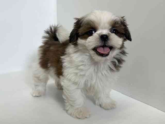 大阪府のシーズー (ひごペットフレンドリーアクロスプラザ住之江店/2025年11月25日生まれ/男の子/ゴールドホワイト)の子犬の3枚目の画像