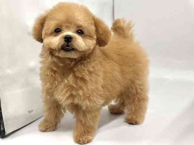 京都府のトイプードル(トイ) (ひごペットフレンドリー京都店/2025年11月26日生まれ/女の子/オレンジフォーン)の子犬の3枚目の画像