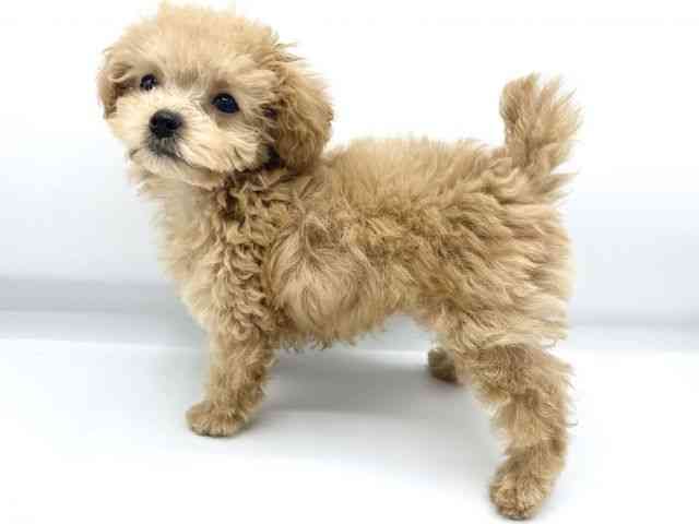 大阪府のトイプードル(トイ) (ひごペットフレンドリーららぽーとEXPOCITY店/2025年11月26日生まれ/女の子/オレンジフォーン)の子犬の3枚目の画像