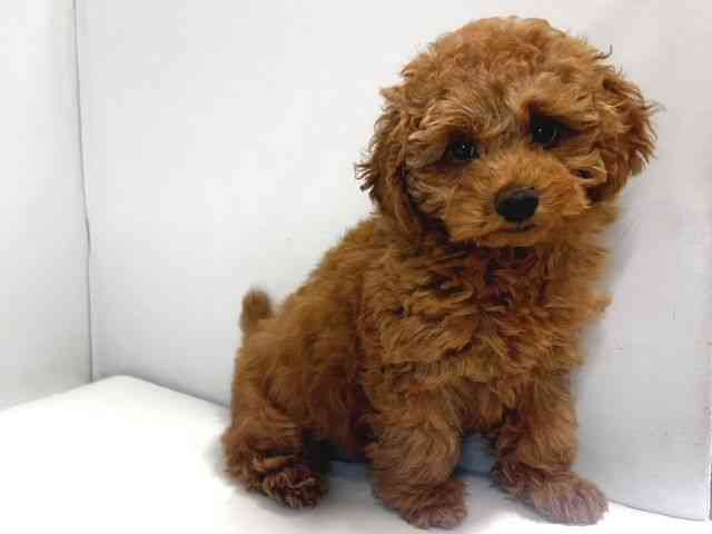 奈良県のトイプードル(トイ) (ひごペットフレンドリー奈良パワーシティ店/2025年11月26日生まれ/女の子/レッドフォーン)の子犬の3枚目の画像