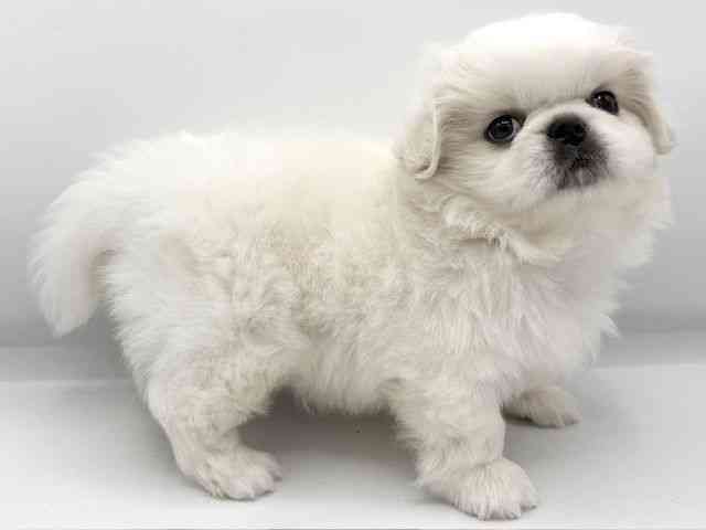 大阪府のペキニーズ (ひごペットフレンドリーららぽーとEXPOCITY店/2025年11月26日生まれ/男の子/ホワイト)の子犬の3枚目の画像