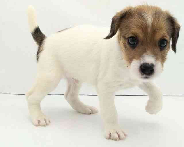 兵庫県のジャックラッセルテリア (ひごペットフレンドリークラウンパーク伊丹店/2025年11月15日生まれ/男の子/ホワイトタン)の子犬の3枚目の画像