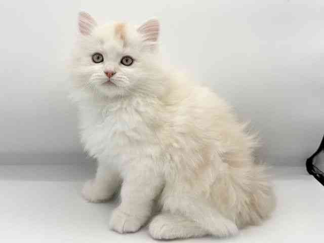 大阪府のサイベリアン (ひごペットフレンドリーららぽーとEXPOCITY店/2025年11月25日生まれ/男の子/シェルカメオ)の子猫の3枚目の画像