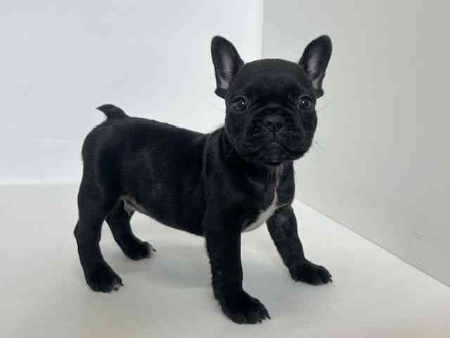 大阪府のフレンチブルドッグ (ひごペットフレンドリーアクロスプラザ住之江店/2025年11月30日生まれ/男の子/ブリンドル)の子犬の3枚目の画像
