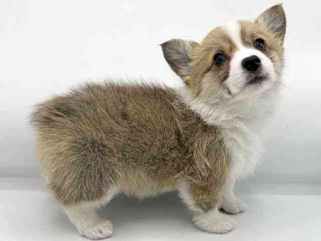 大阪府のウェルシュコーギーペンブローク (ひごペットフレンドリーららぽーとEXPOCITY店/2025年11月27日生まれ/女の子/レッドホワイト)の子犬の3枚目の画像