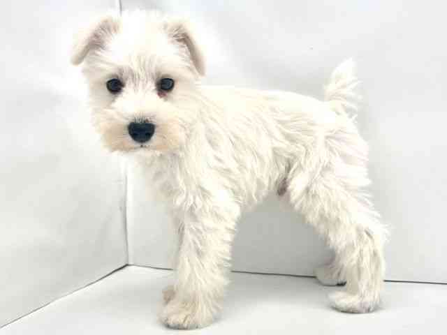 兵庫県のミニチュアシュナウザー (ひごペットフレンドリークラウンパーク伊丹店/2025年11月29日生まれ/男の子/ホワイト)の子犬の3枚目の画像