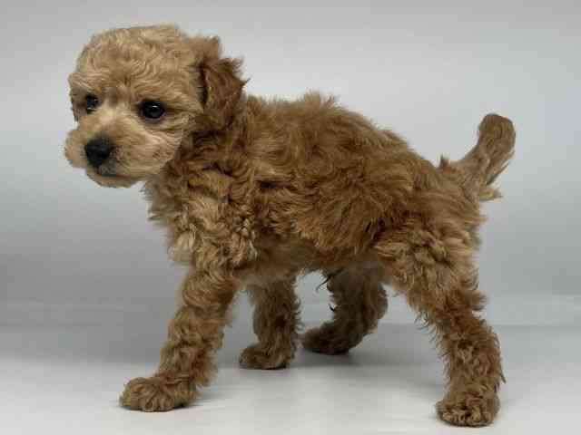 徳島県のトイプードル(トイ) (ひごペットフレンドリーゆめタウン徳島店/2025年11月29日生まれ/男の子/レッド)の子犬の3枚目の画像