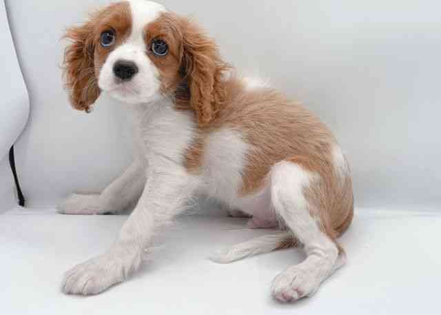 島根県のキャバリアキングチャールズスパニエル (ひごペットフレンドリーイオン松江ショッピングセンター店/2025年11月29日生まれ/男の子/ブレンハイム)の子犬の3枚目の画像