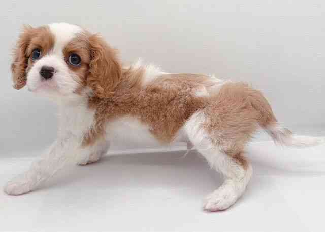 島根県のキャバリアキングチャールズスパニエル (ひごペットフレンドリーイオン松江ショッピングセンター店/2025年11月29日生まれ/男の子/ブレンハイム)の子犬の3枚目の画像