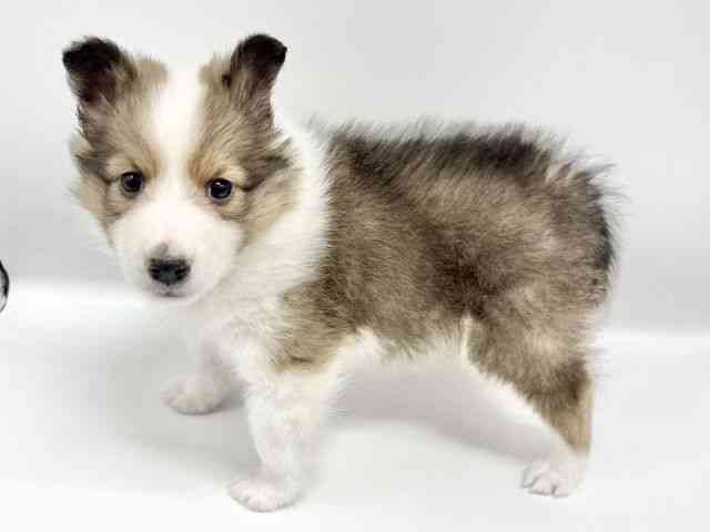 大阪府のシェットランドシープドッグ (ひごペットフレンドリーイオンタウン豊中庄内店/2025年11月28日生まれ/男の子/セーブルホワイト)の子犬の3枚目の画像