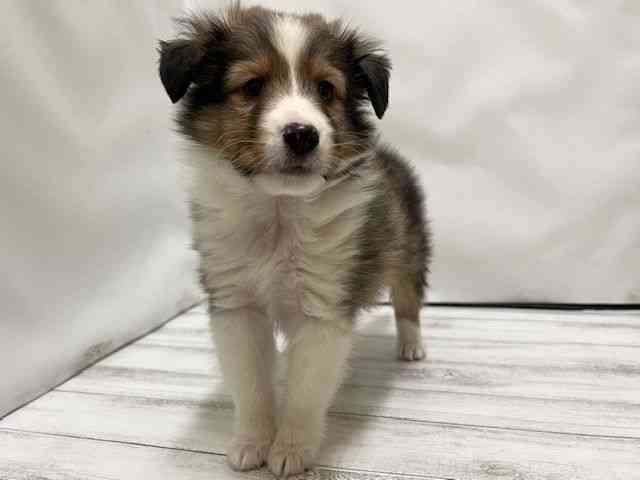 和歌山県のシェットランドシープドッグ (ひごペットフレンドリーパームシティ和歌山店/2025年11月27日生まれ/男の子/セーブルホワイト)の子犬の3枚目の画像