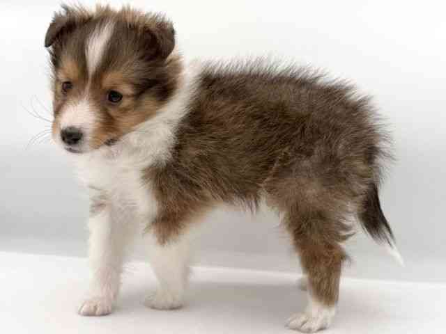 大阪府のシェットランドシープドッグ (ひごペットフレンドリーイオンそよら海老江店/2025年11月27日生まれ/男の子/セーブルホワイト)の子犬の3枚目の画像