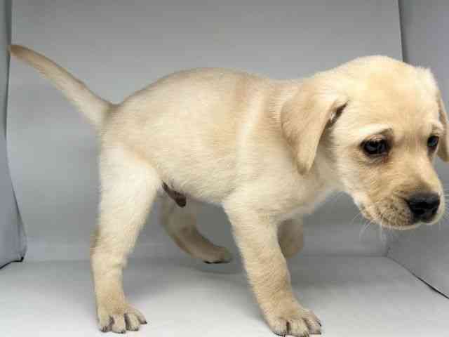 徳島県のラブラドールレトリーバー (ひごペットフレンドリーゆめタウン徳島店/2025年11月29日生まれ/男の子/イエロー)の子犬の3枚目の画像