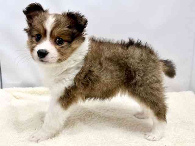 広島県のハーフ犬・ミックス犬 (ひごペットフレンドリーゆめタウン廿日市店/2025年11月24日生まれ/女の子/セーブルホワイト)の子犬の3枚目の画像